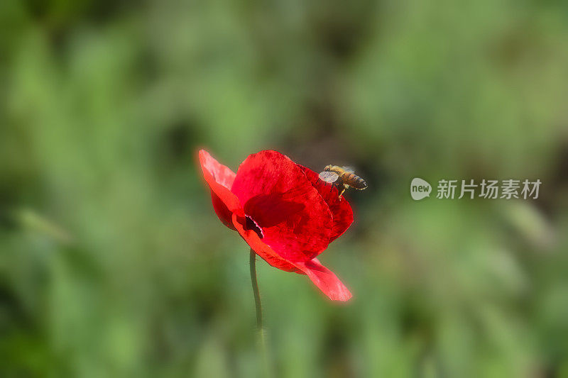 Poppy和Bee VD702